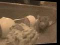 videos de BUMBLE BOOGIE