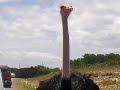Ostrich Attack! Ostrich Attack!