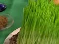 Nowruz - Khodi Kaviani & Nooshafarin
