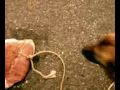 Video: Crash Test Dummies: He Liked to Feel It (censored version)