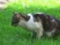 Il gatto di Berna Il gatto di Berna