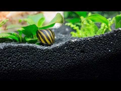 how to care for zebra snails