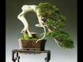 BONSAI O MICA MINUNE