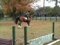 Bentley Horse