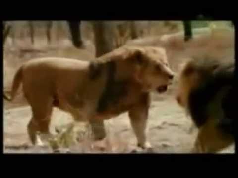 tiger beats lion