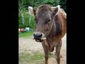videos de Elsie licks her nostrils clean.