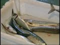 III Campeonato de pesca al currica CNBB (2006)
