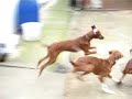 Azawakh Puppies