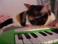 猫、音楽の時間