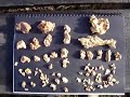 Gold Nuggets 34 ounces Gold Nuggets 34 ounces