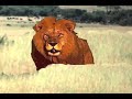the lion, zeus, and the elephant - a flash animation