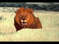 the lion, zeus, and the elephant - a flash animation