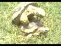 videos de tortugas reproduciendose.mp4