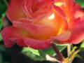 TRANDAFIRI,FLORILE IUBIRII
