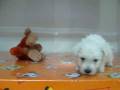 videos de Westy Hembra STA REF:193