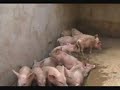Pig rearing