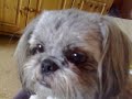 2 week Shih Tzu Puppy with mum and dad