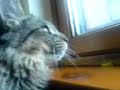 Cat talking to bird!