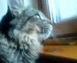 Cat talking to bird!