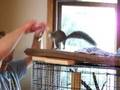 Lucky the squirrel plays