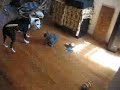always the cat and jade the pit bull   funny not violent