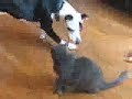 always the cat and jade the pit bull   funny not violent