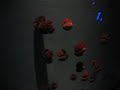 Atlanta Aliens Aquarium