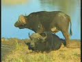 Hippo & Cape Buffalo