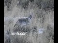 Coyote hunting, Varmint Safari 4 Preview