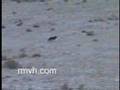 Coyote hunting, Varmint Safari 4 Preview