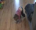 Samanthat Grace walks