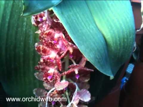 gigantea - Order this plant today (if in stock): https://www.orchidweb.com/products/ow~137.html Video narrated by Jerry Fischer.
