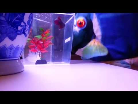 how to take care if a betta fish