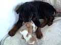 rottweiler face with cats
