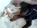 rottweiler face with cats