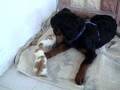 Rottweiler video