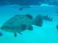 Georgia Aquarium - Big Saltwater Tank