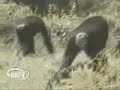 chimp vs man chimp vs man