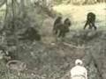 chimp vs man