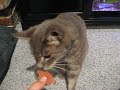 cat eating fish food