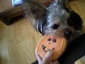 Twinkie and his pumpkin cookie treat on Halloween! ^-^ !!