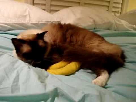 0 Caymus Videos
