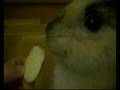 Boxie is eating an apple