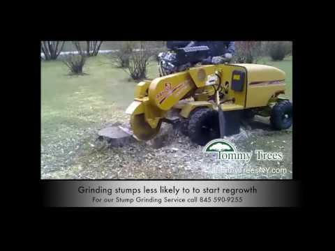 how to replant after stump grinding