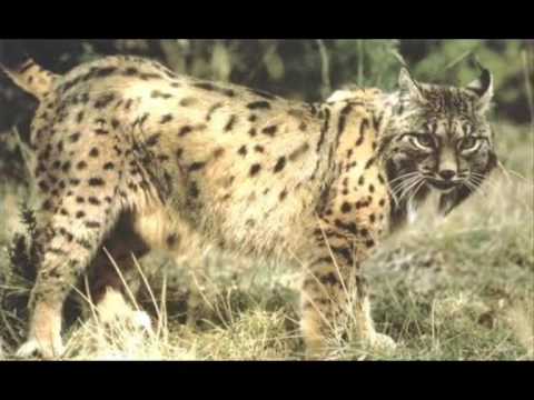 Imagen de previsualización de YouTube