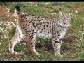 Lince Iberico