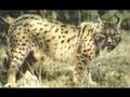 Lince Iberico