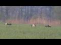 videos de Black Grouse - Tetrao tetrix