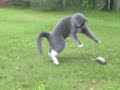 Cats and mouse