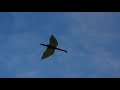Pterosaur 2